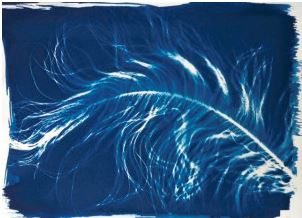 Cyanotype exemple
